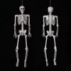 Decoração de festa Halloween prop esqueleto humano FL Tamanho Skl Hand Life Body Anatomy Model Decor Assombrado Casa Adeços ósseos Decoração de Cabeça Dhlxl