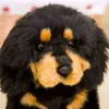 Söt simuleringshundplyschleksaker Tibetan Mastiff Kids Dolls Livtrodukade Peted Pet Toys Soft Shop Decoration Toys for Ldren Kids J220729