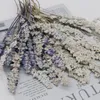 Decoratieve bloemen 10-15 cm/24-stks Real Natural Plant Gedroogd Lavendel Droog gras Decor voor doe-het-zelfhars sieraden bruiloft uitnodigingen