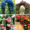 200 pezzi/borsa rari colori misti semi di rosa semi giardino arcobaleno piante fiorite bonsai pianta balcone giardino giardino utensili