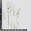 Dekoratif Çiçekler 10-15cm/24pcs Gerçek Doğal Bitki Preslenmiş Kurutulmuş Lavanta Kuru Çim Dekoru DIY Reçine Takı Düğün Davetiyeleri
