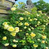 200pcs/saco cores mistas raras sementes de ￡rvore rosa jardim arco -￭ris plantas de flores de varanda