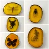 Coleção de estatuetas decorativas chinesa bela âmbar libélula fóssil insetos manual de lagartixas polimento de presente requintado artesanato caseiro