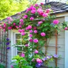 200pcs/saco cores mistas raras sementes de ￡rvore rosa jardim arco -￭ris plantas de flores de varanda