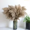 Flores decorativas, 7 piezas, hierba de Pampa seca Natural, Phragmites Communis para boda, ramo de flores, decoración del hogar, artesanía DIY, decoración seca