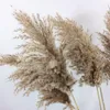 Decoratieve bloemen 7pc Natuurlijk gedroogd pampas gras phragmites communis voor bruiloft bloemen boeket home decor diy ambachtelijke droge decoratie