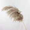 Flores decorativas, 7 piezas, hierba de Pampa seca Natural, Phragmites Communis para boda, ramo de flores, decoración del hogar, artesanía DIY, decoración seca