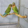 Other Bird Supplies Parrot Pet Standing Stick Wood Pole Toy Cockatiel Parakeet Perches Bite Claw Grinding Cage Accessorie