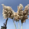 Decorative Flowers Wreaths 10pcs Bulrush Natural Real Dried Plants Pampas Grass In Bouquet Small Flower for Decoration Phragmite Wedding Home Decor 221118