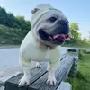 All-Match-Haustierbekleidung, Modemarke und Hundebekleidung: Jarre Aero Teddy Schnauzer-Unterhemd-Set