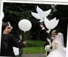 Düğün Dekorasyonu Beyaz Güvercin Balon Beyaz Düğün Balonları Ekofri Dostu Biyolojik Dönebilir Helyum Balonlar Partisi Favors 10pcslot6805106