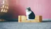 Kattbäddar möbler säng trälåda bo hund fyra säsonger universellt husdjur fast trä litet