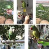 Outros suprimentos para animais de estimação Bird Pold Stand Stand Standless Steel Parrot Pol.