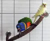 Outros suprimentos para animais de estima￧￣o Parrot Bird Branch P￳lo de arrasto de garra shaped Rack de garra de madeira de madeira Stand Stand Combined Cage Combined Supplies Bird Supplies Za263 221122