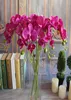 20pcs Arifik Güve Kelebek Orkide Çiçek Phalaenopsis Ekran Sahte Çiçekler Düğün Odası Ev Dekoru 8 Renkler6645560