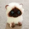Symulacja 2026 cm syjames kota przytulanie niebieskie cekinowe oczy Dolls Brązowe i białe twarz Ragdoll Cats Decor Home Decor Urocz