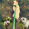 Fashion Lettre motif cols chiens LEASHES Set Designer Dog Dog Harness Lash Safety Celon For Small Medium Grand Chiens Cat Golden Frenc4887882