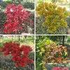 Decorative Flowers Wreaths Lifelike Flowers Maple Leaves Home Decor Spray Color Series Bonsai Flower Sell Well With Red Autumn Red Dhhfx