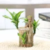 Decorative Flowers Home Decor Brazilian Wood Green Plant Lucky Hydroponic Potted Plants Artificial Indoor Office Desktop Decoration