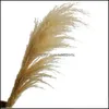 Decoratieve bloemen kransen 20 stks/veel decoratieve bloemen groothandel phragmites natuurlijke gedroogde decoratieven pampas gras voor huis weddi dhvpg