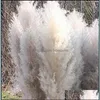 Decoratieve bloemen kransen 20 stks/veel decoratieve bloemen groothandel phragmites natuurlijke gedroogde decoratieven pampas gras voor huis weddi dhvpg