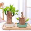 Decorative Flowers Home Decor Brazilian Wood Green Plant Lucky Hydroponic Potted Plants Artificial Indoor Office Desktop Decoration