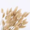 Decorative Flowers 60Pcs/lot Gradient Lagurus Ovatus Natural Dried Tail Grass Real Bouquet DIY House Wedding Home Decoration