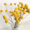 Decoratieve bloemen 1set Natuurlijke gedroogde Gypsophila eucalyptus Golden Ball bewaard gebleven bloemenboeketten HOUS TABEL Showcase Decoratie PO Prop