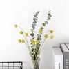 Decoratieve bloemen 1set Natuurlijke gedroogde Gypsophila eucalyptus Golden Ball bewaard gebleven bloemenboeketten HOUS TABEL Showcase Decoratie PO Prop