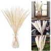 Fiori decorativi Bouquet di fiori secchi Reed naturale Flores Pampas Grani Orecchio Setaria per la decorazione dell'home office Forniture per feste