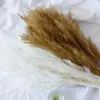 White Color Wedding Use Flower Bunch Real Dried Pampas Grass Bouquet Natural Plants Home Decor