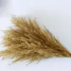 White Color Wedding Use Flower Bunch Real Dried Pampas Grass Bouquet Natural Plants Home Decor