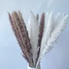 Decoratieve bloemen 15 -stks Decoratie Pampas Grass Grote echt gedroogde Reed Flower Bouquet Home Planten Tabel Flores Preservadas Natura