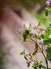 Decoratieve bloemen De landelijke stijl van kunstmatige gedroogde bloemengroene planten en boeketten nacht primrose feestdecoratie Woonkamer