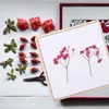 Decoratieve bloemen Druk op bloemenkappresserend blad gedroogd gereedschap fruit geperste tools specimen diy geheugen bruiloft charmet boeket set conservering