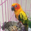 Andra f￥gelf￶rs￶rjningar rostfritt st￥l matare box papegoja koppar sk￥lar beh￥llare f￶r matvattenfoder tillbeh￶r