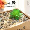 Fleurs décoratives 1 pc plantes succulentes artificielles bricolage pour jardin bureau Table fête chambre salon décoration faux bonsaï