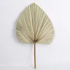 Decoratieve bloemen Dekoratie Gedroogde Natuurlijke PU -ventilator Leaf Bladeren Droog Palm Raam Receptie Party Art Wall Hangende Decoratie Bruiloft Boog