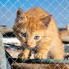 Trasportini per gatti Protezione di sicurezza Recinzione Rete in nylon Protezione anticaduta per animali domestici Copertura in rete Finestra per bambini Balcone