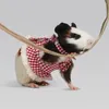 Capas de assento de carro para cachorro roupas de estimação da moda de renda de renda de moda de maça de porco com corda de tração de hamster de hamster respirável para passeio