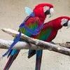 Autres fournitures d'oiseaux Harness Lash Parrot Corde Flying Outdoor Training Traction Cockatiel Small résistant Daily Wear Accessoire réutilisable