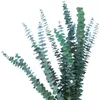 Faux bloemen groen 10 stks natuurlijke eucalyptus takken bladeren gedroogde bloemboeket ornament diy home bruiloft schietpartij prop decoratie 221010