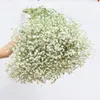 Faux Floral Greenery 80glot White Gypsophila Dried Flower Bouquet Flowers Real Flower Home Furnishing Living Room Decoration 221010