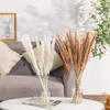 الزهور الزهرية الخضراء 30pcs dekoration صغيرة القصب الطبيعي المجفف الطبيعي pampas العشب phragmites النباتات الاصطناعية الزفاف زهرة الزفاف 221010