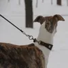 Colliers de chien collier en cuir laisse lévrier Whippet corde d'entraînement pour animaux de compagnie mène avec motif de diamant