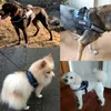Hundkläder Personlig hund Harness Inget drag för liten stor hund Reflekterande husdjursele Vest French Bulldog ID Custom Patch Pet SU6475495