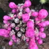 Taze nadir "Siyah Gymnocalycium" Kaktüs Etli Bitkiler Çiçek Tohumları Bahçe Dekorasyonu Semiller Seçilmiş Sementes - Heimudan