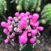 Frische seltene "Black Gymnocalycium" Kaktus Sukkulente Pflanzen Blüten Samen Gartendekoration Semillas ausgewählte Semente - Heimudan
