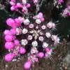 Fresh raro "Gymnocalycium nero" Piante succulente di cactus Semi di fiori Decorazione da giardino Semillas Selementa selezionata - Heimudan