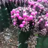 Fresco raro "Gimnocalito negro" Cactus Cactus Suculento Semillas de flores Decoración de jardín Semillas Sementos seleccionados - Heimudan